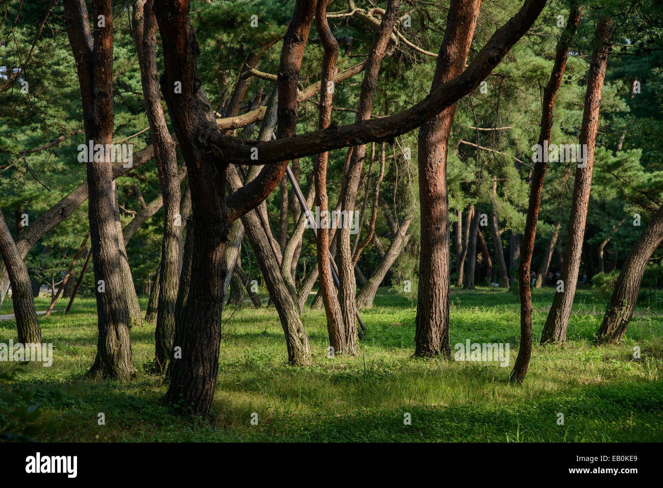 Gli alberi in una foresta in giornata di sole Foto Stock