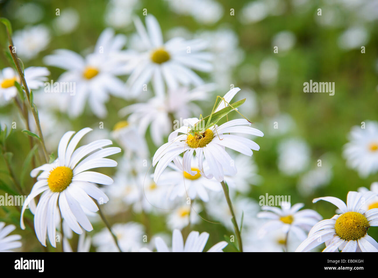 Macro di Cavalletta verde su un fiore bianco Foto Stock