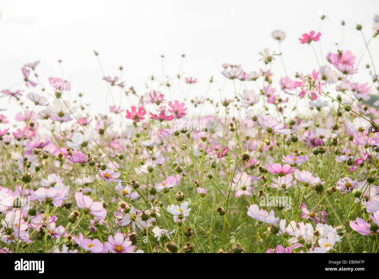 I diversi colori cosmo fiori in un campo Foto Stock