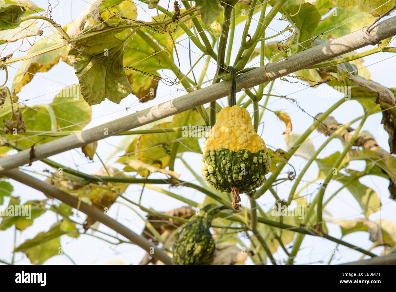 Appendere due colori zucca sul campo Foto Stock