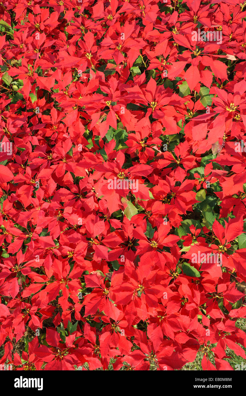 Vivid color rosso poinsetia fiori in un campo Foto Stock