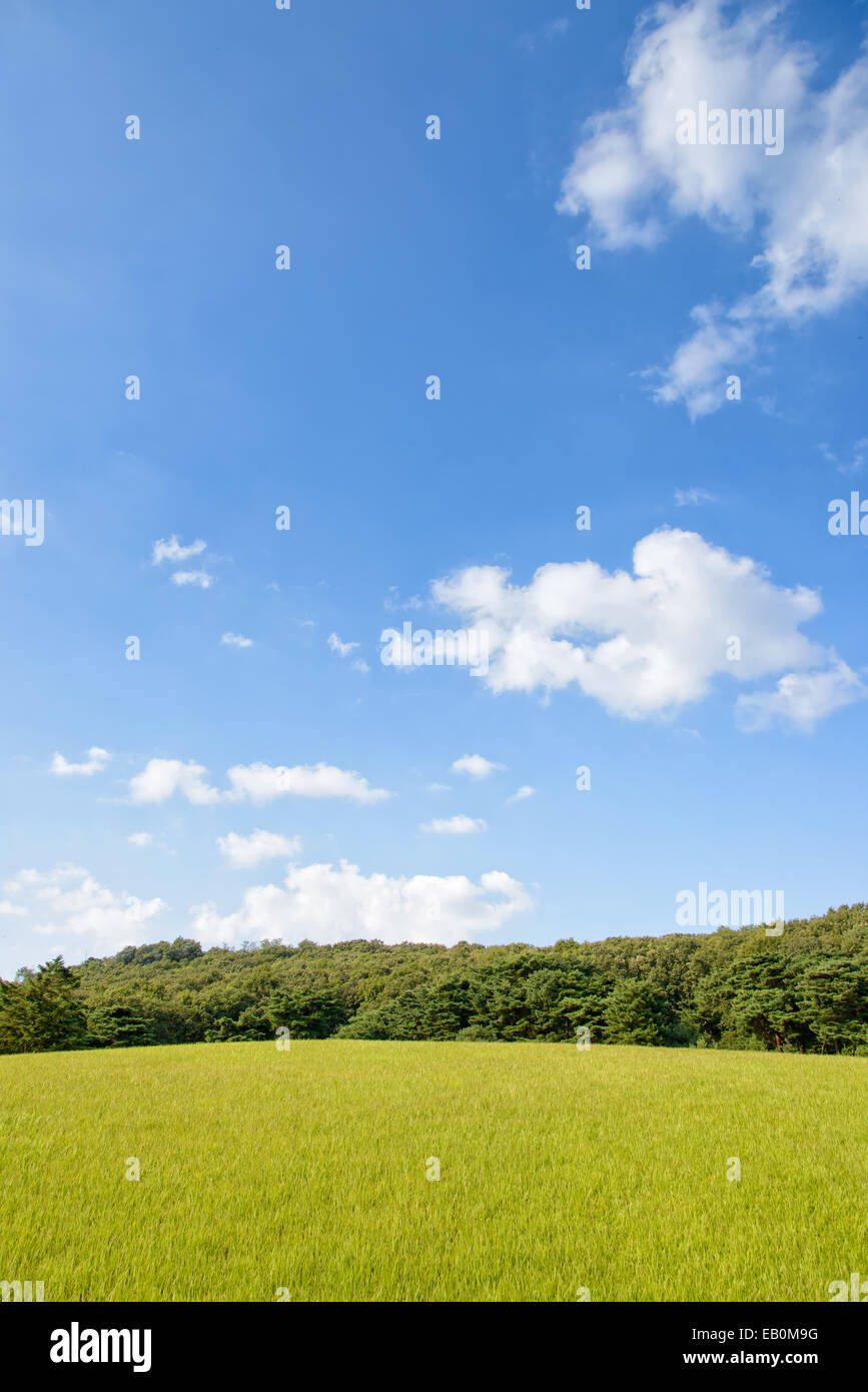 Campo verde con alberi in giornata di sole Foto Stock