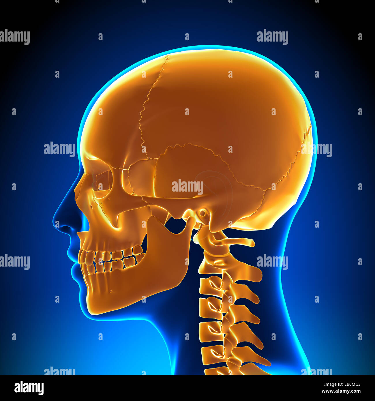 Femmina anatomia del cranio - ha evidenziato il cranio Foto Stock