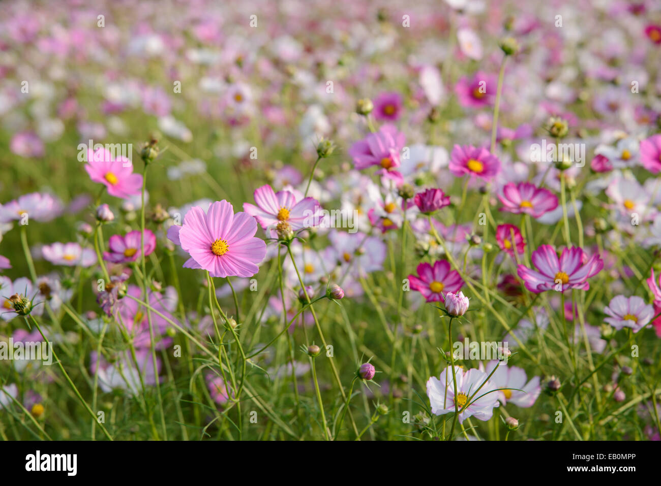 I diversi colori cosmo fiori in un campo Foto Stock