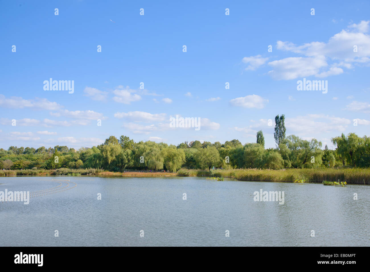 Paesaggio del lago con alberi in giornata di sole Foto Stock