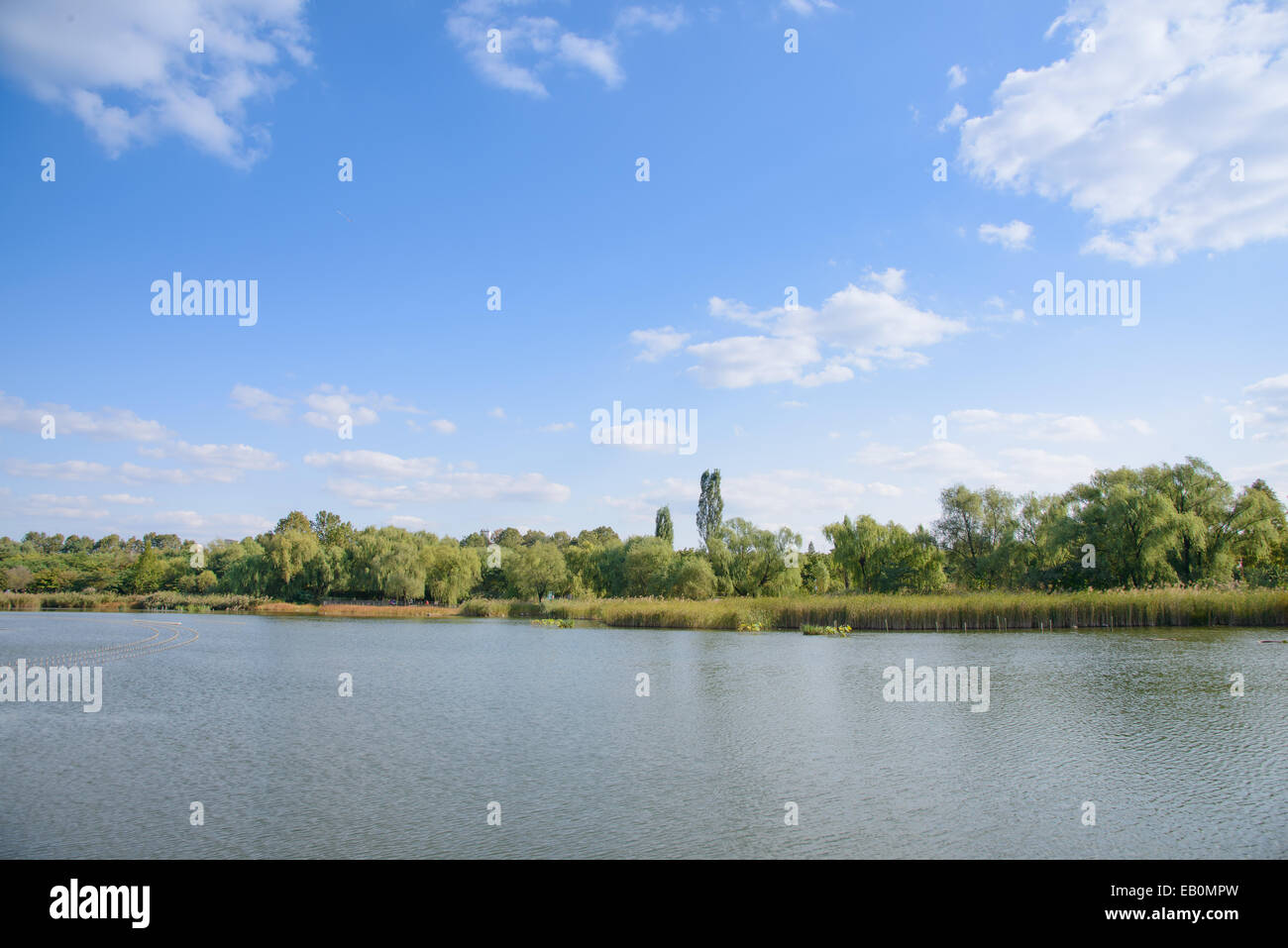 Paesaggio del lago con alberi in giornata di sole Foto Stock