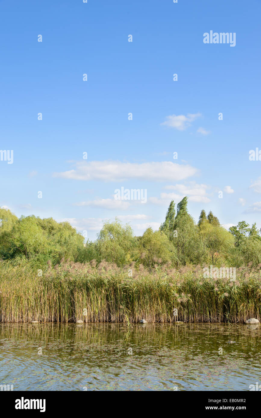 Paesaggio del lago con struttura ad albero e canne nella giornata di sole Foto Stock