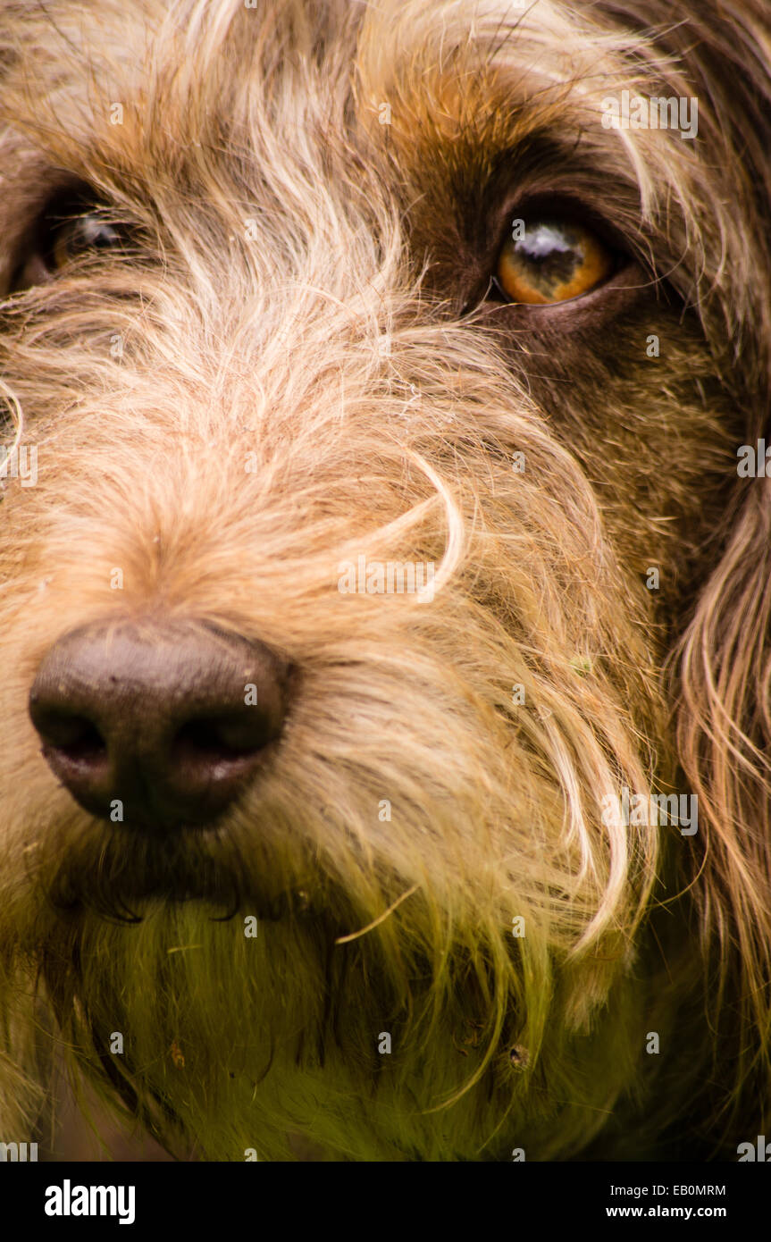 Un vicino la fotografia di un cane Shaggy Foto Stock