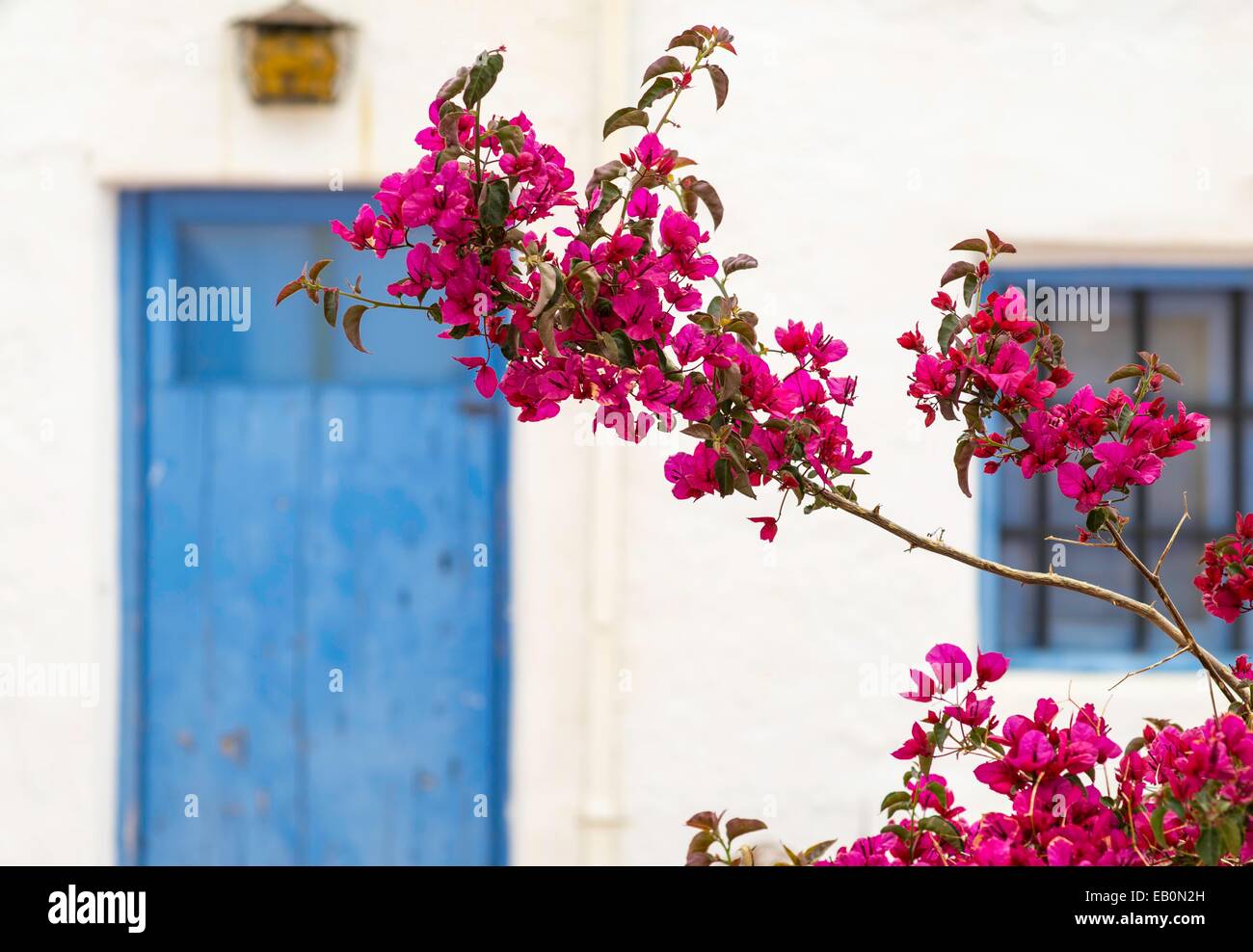 Il Bougainvillea con una porta blu in un villaggio bianco, Almeria, Spagna Foto Stock