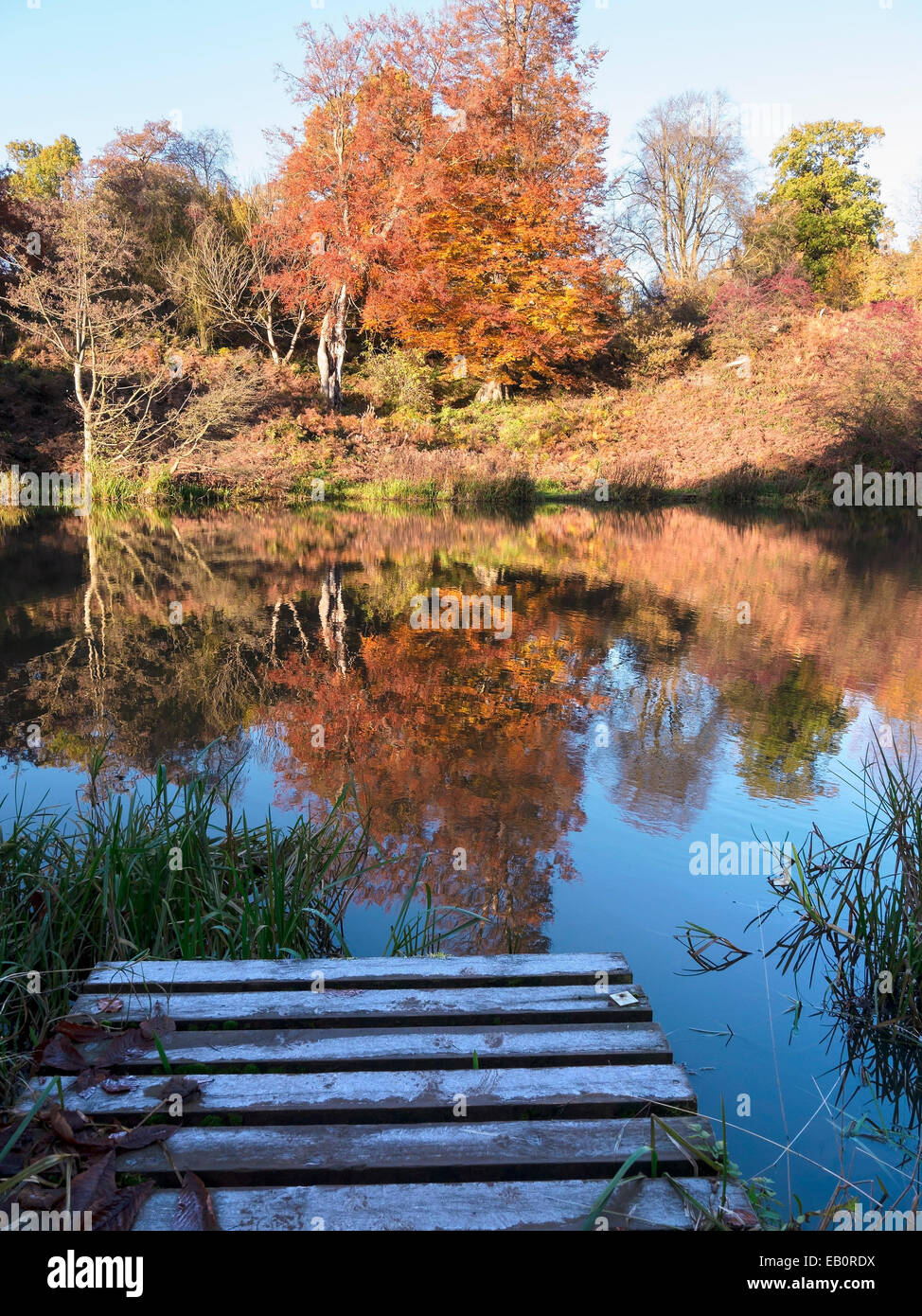 Autunno riflessioni ancora in acqua di lago entro Calke Abbey Estate con il pupazzo di neve boardwalk, Ticknall, Derbyshire, England, Regno Unito Foto Stock