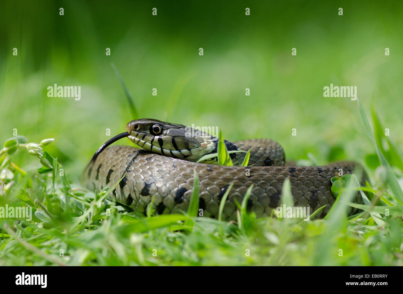 Biscia [Natrix natrix] avvolto e riposo. Sussex, Regno Unito. Foto Stock