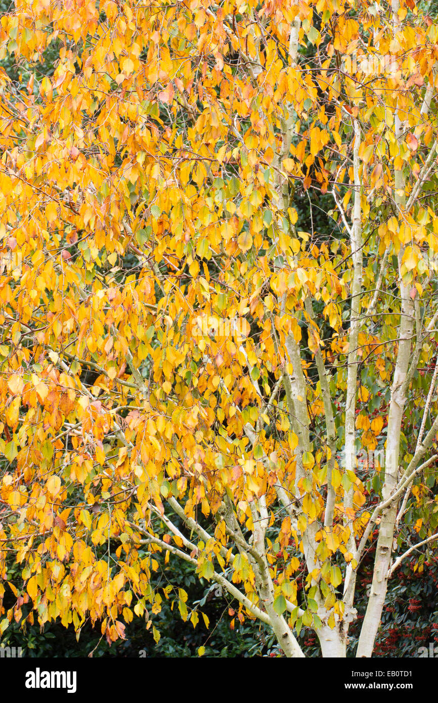 Il fogliame di autunno del bianco abbaiato betulla Betula utilis var jacquemonti Foto Stock