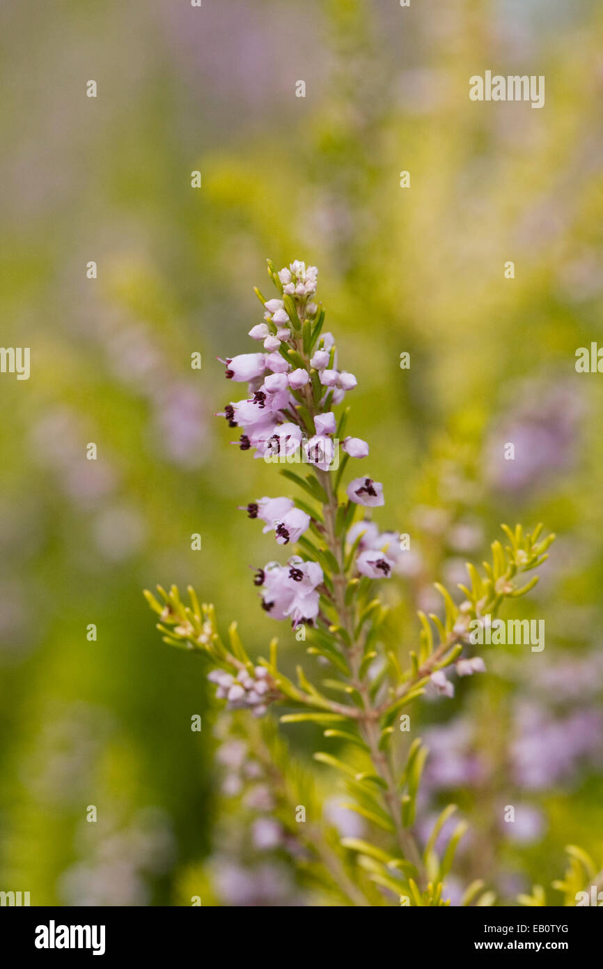 Calluna vulgaris. Heather fiori d'estate. Foto Stock