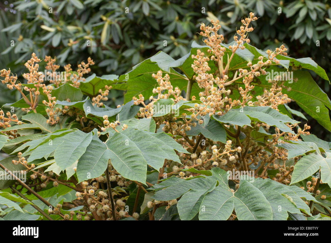 Il tardo autunno fiori stand al di sopra del fogliame massiccia della carta di riso pianta, Tetrapanax papyrifer Foto Stock