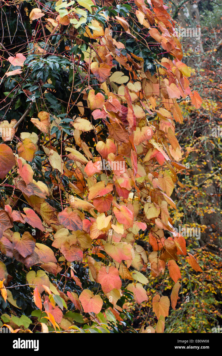 Fogliame autunnale del crimson vite gloria, Vitis coignetiae Foto Stock