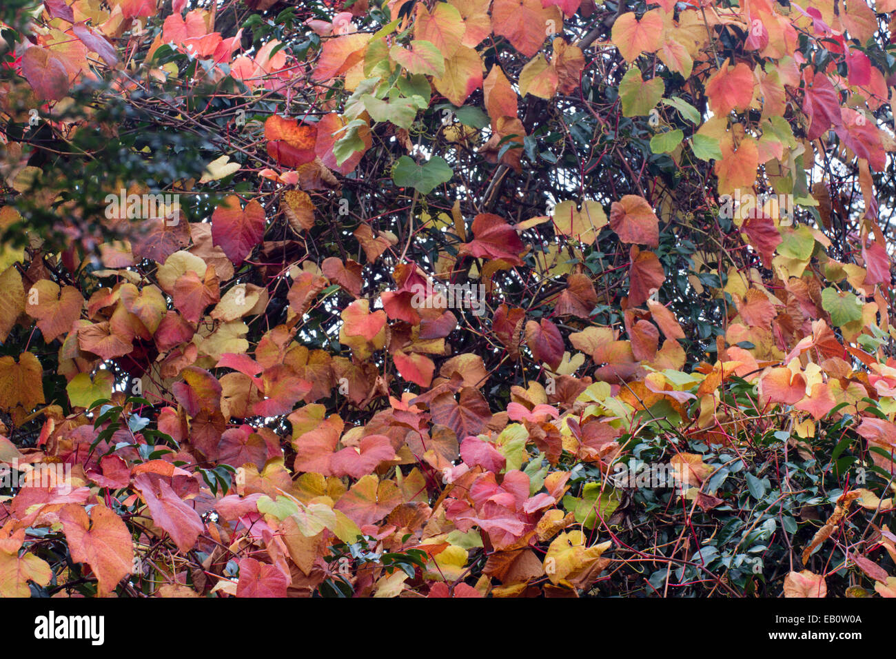 Fogliame autunnale del deciduo crimson vite gloria, Vitis coignetiae Foto Stock