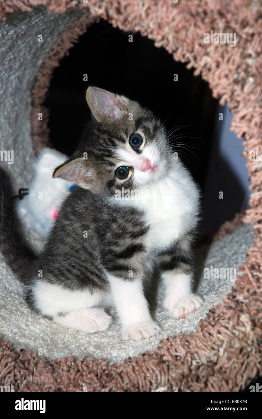 Carino tabby e bianco gattino seduto un gatto torre con testa inclinata Foto Stock Carino tabby e bianco gattino seduto un gatto torre con testa inclinata Foto Stock