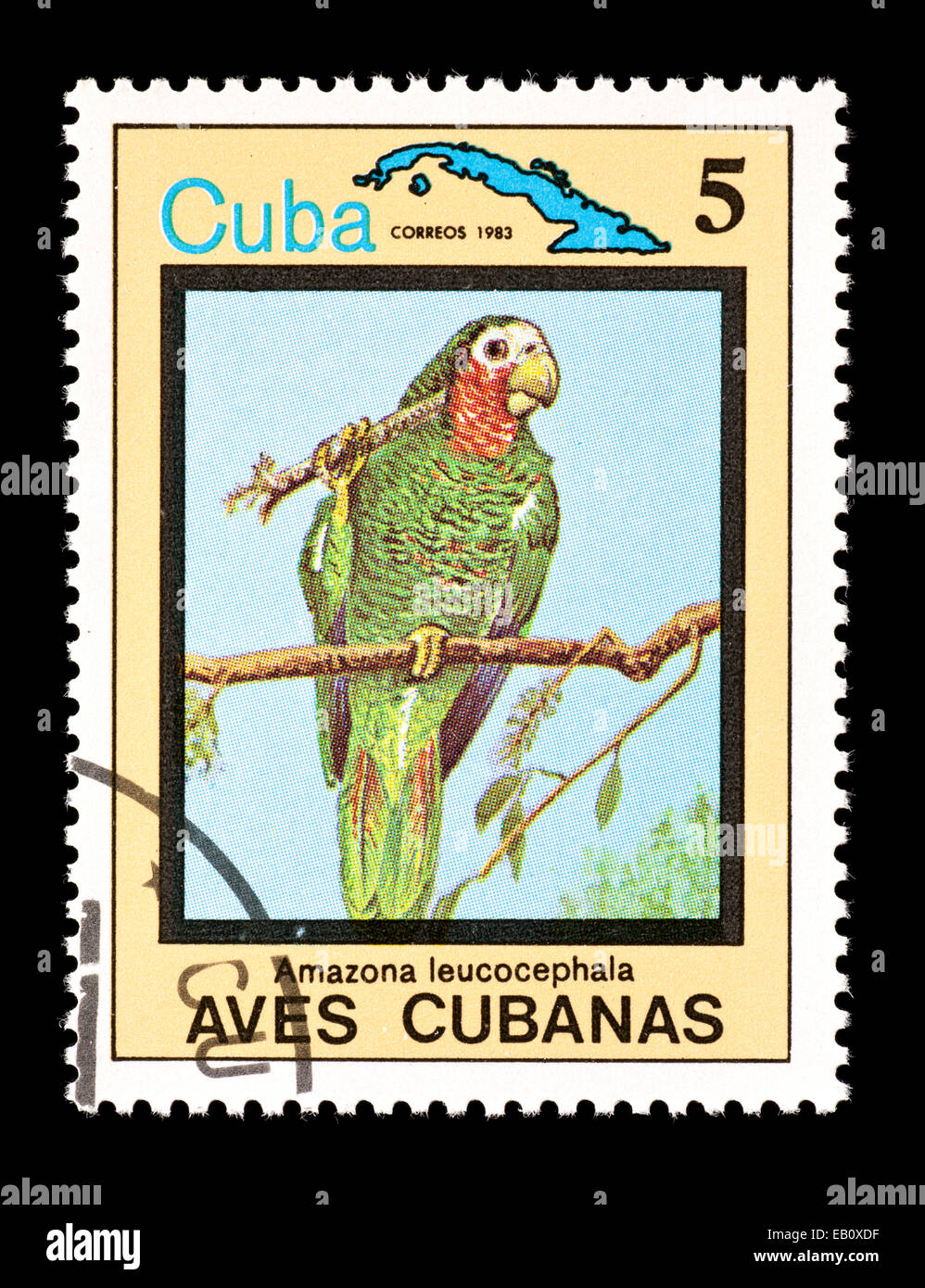 Francobollo da Cuba raffiguranti cubano pappagallo amazon (Amazona  leucocephala Foto stock - Alamy