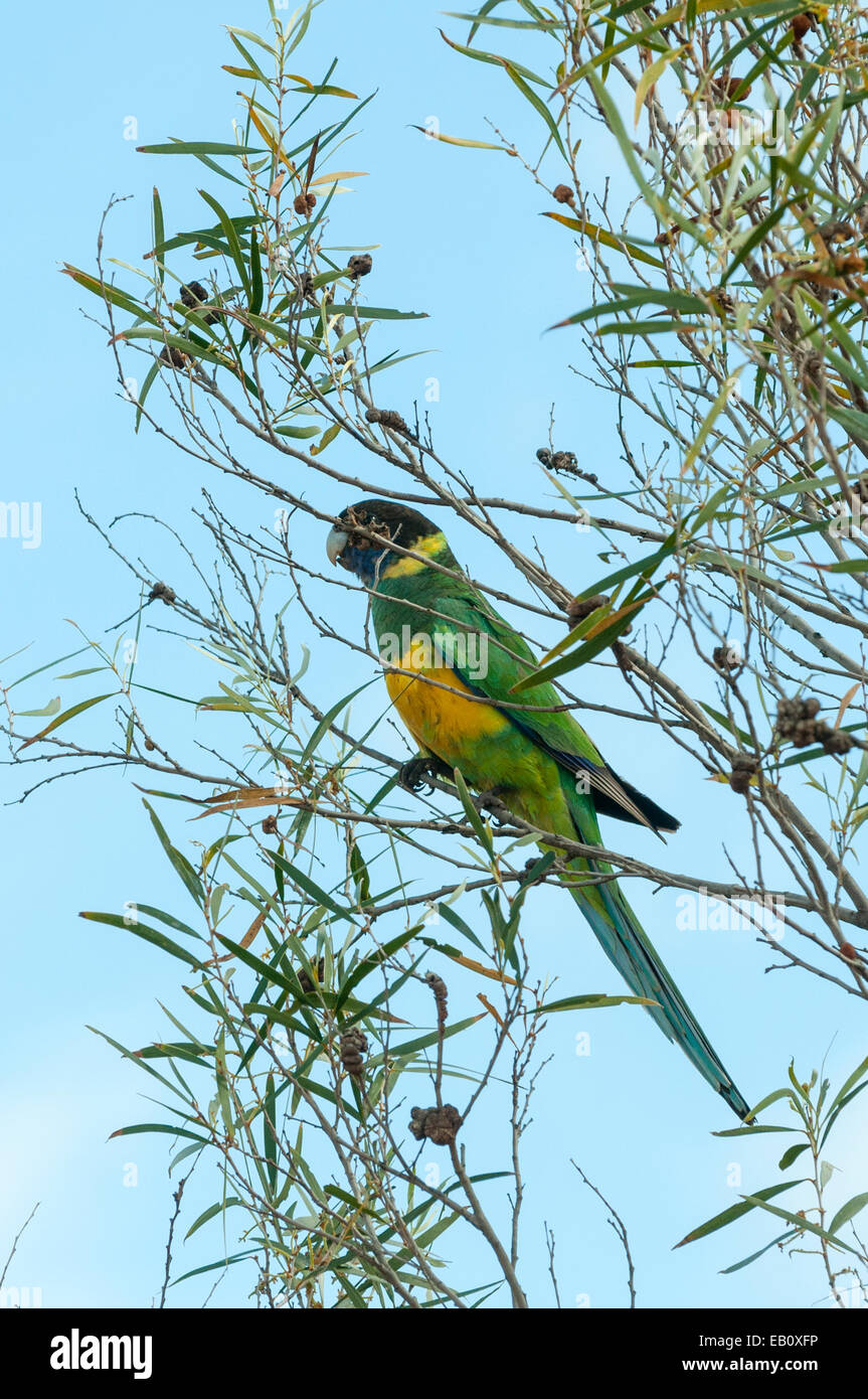 Ringneck australiano, Barnardius zonarius vicino a Geraldton, WA, Australia Foto Stock