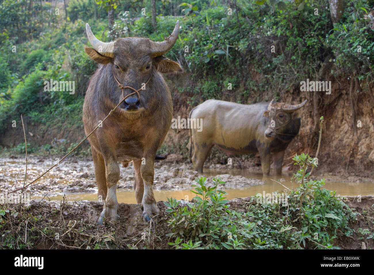 Bufalo d'acqua appartenente alla tribù della collina in Vietnam Foto Stock