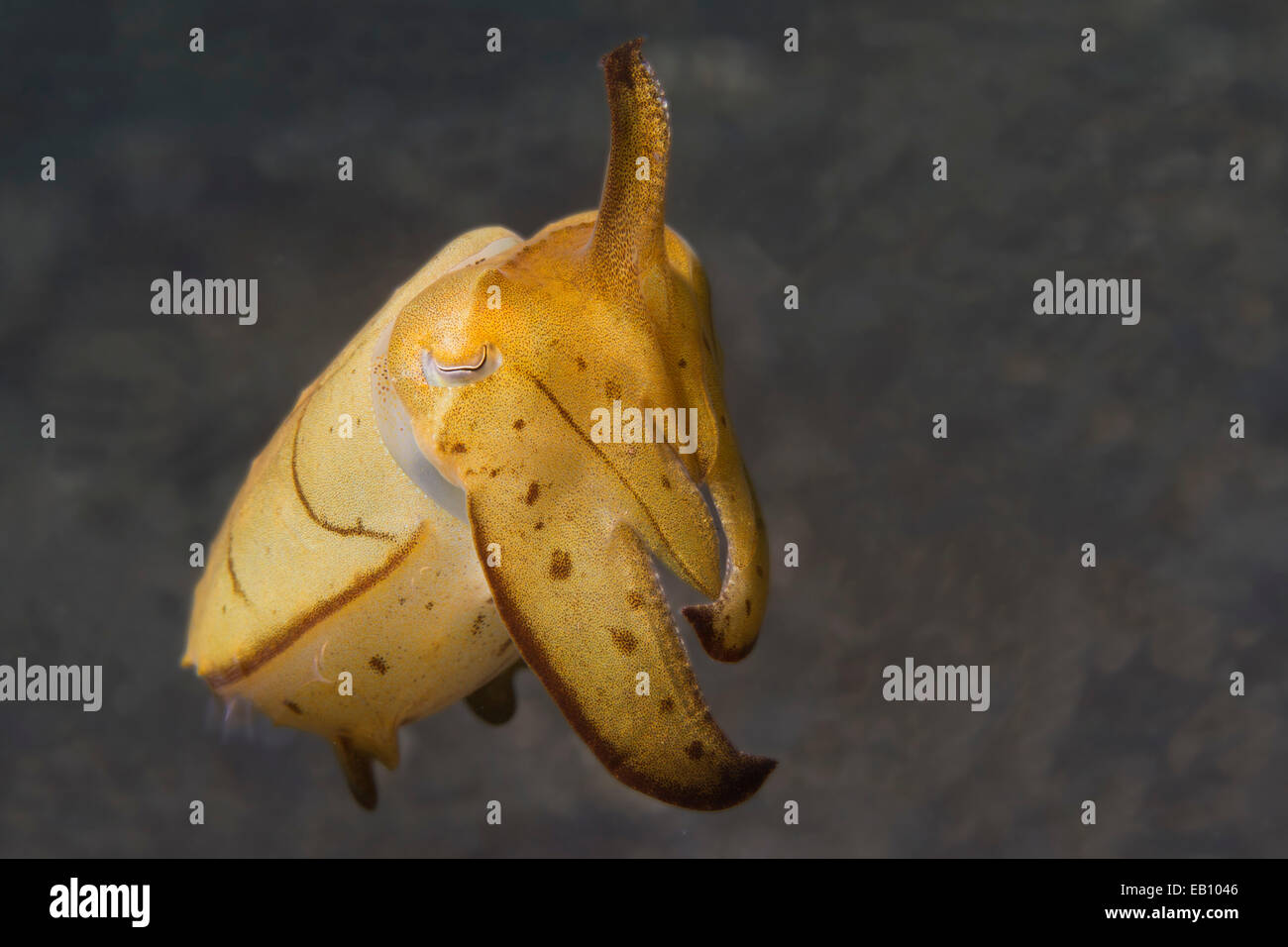 Broadclub Seppie con bracci sollevati (Sepia latimanus) stretto di Lembeh,Indonesia Foto Stock