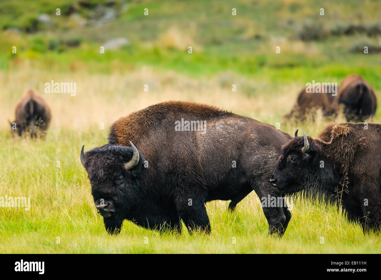 Bisonti selvaggi mandria di Lamar Valley, il Parco Nazionale di Yellowstone Foto Stock