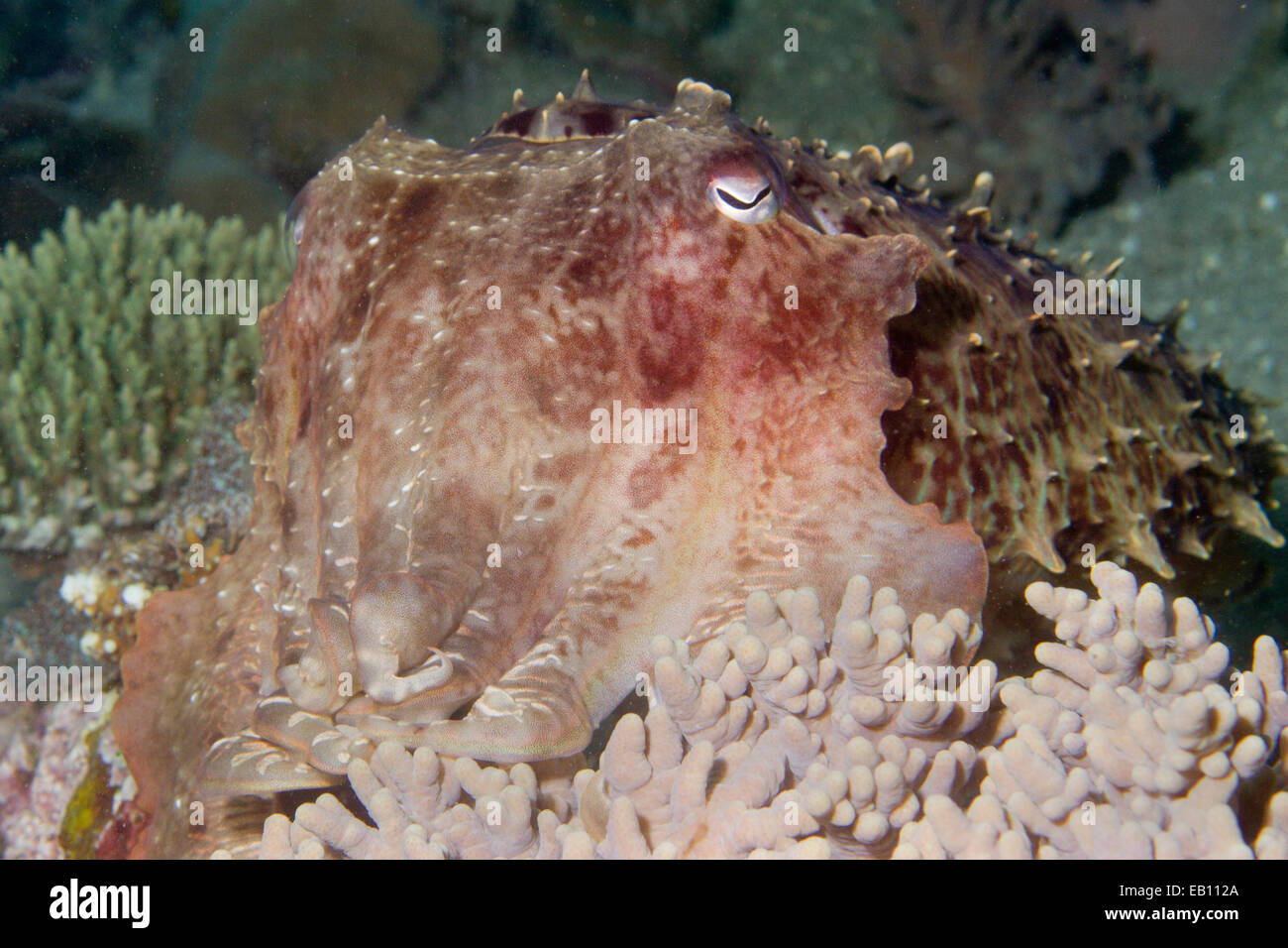 Broadclub Seppie (Sepia latimanus) stretto di Lembeh,Indonesia Foto Stock
