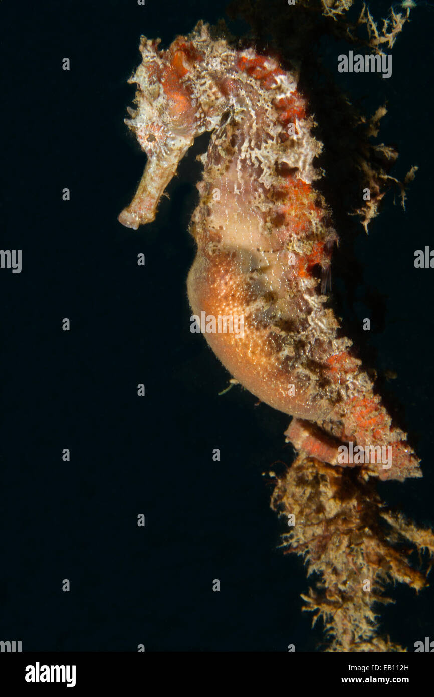 Estuario cavalluccio marino (Hippocampus kuda) stretto di Lembeh,Indonesia Foto Stock
