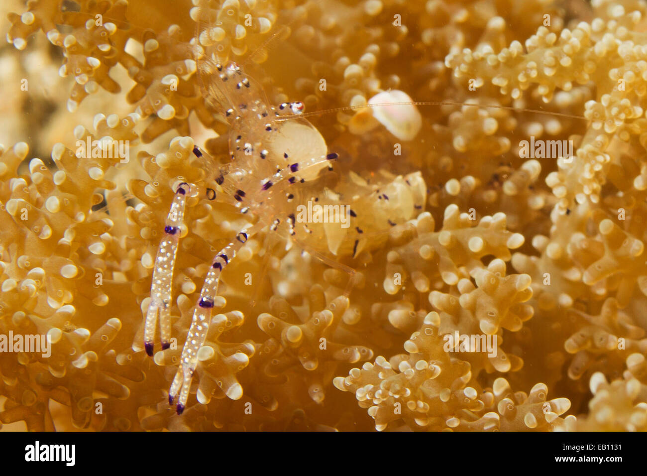 Grazioso Anemone Gamberetti (Ancylomenes venustus) stretto di Lembeh,Indonesia Foto Stock