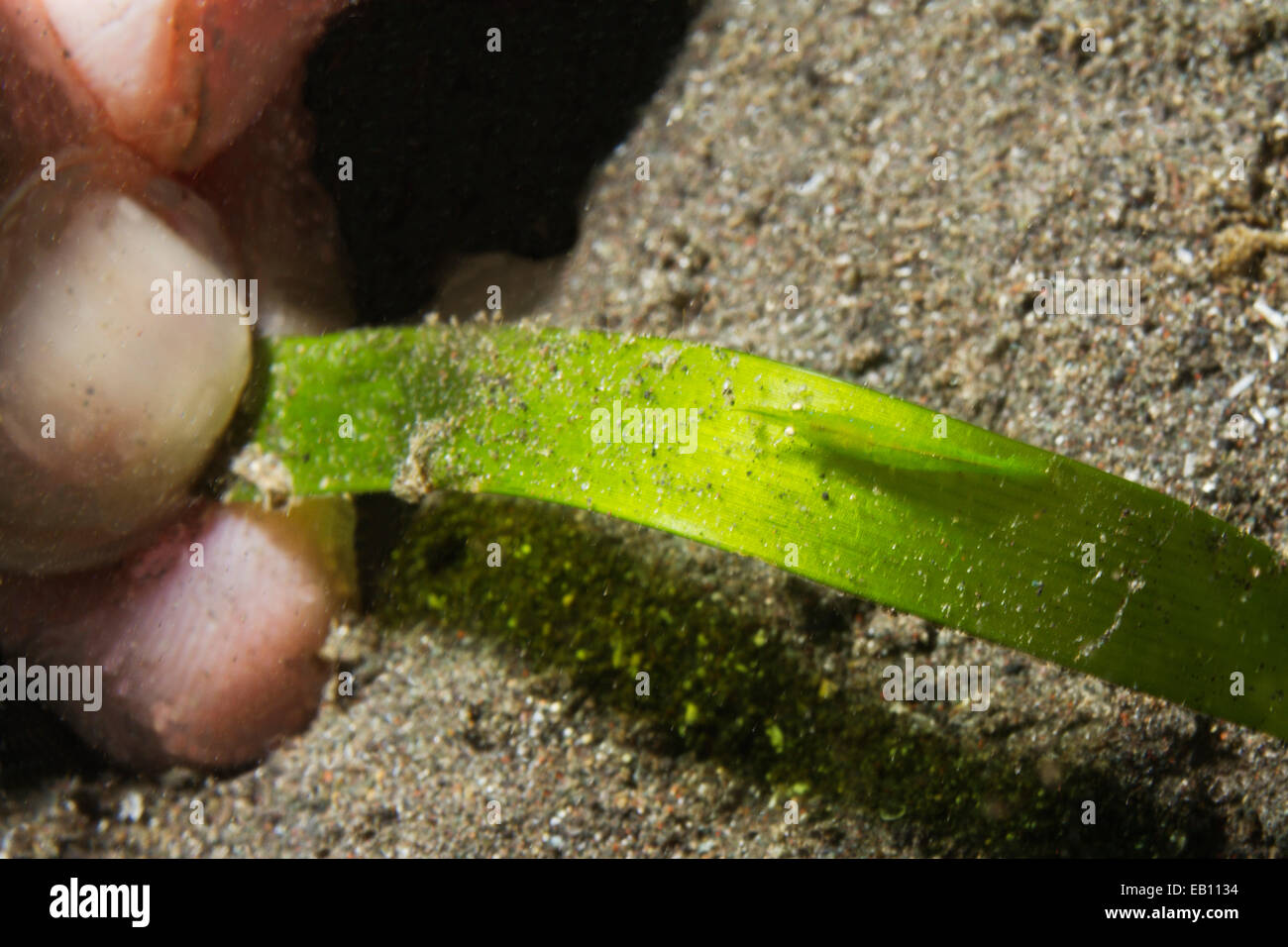 Tiny Ocellated Tozeuma scampi sulla lama del mare di erbacce subacqueo con le dita per mostrare scala (Tozeuma lanceolatum) stretto di Lembeh, Indone Foto Stock