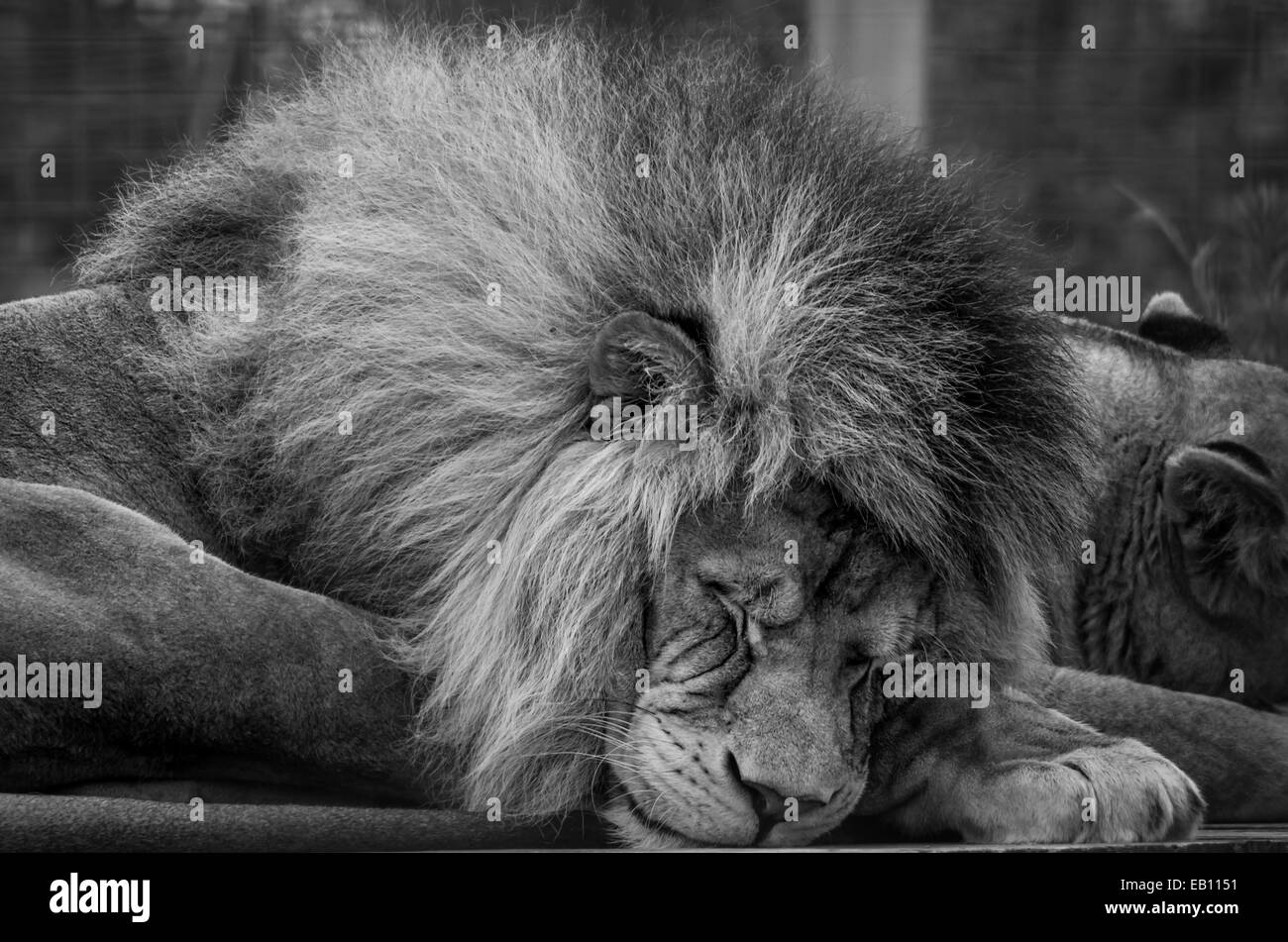 Un maschio in cattività lion dormire con il suo lioness Foto Stock
