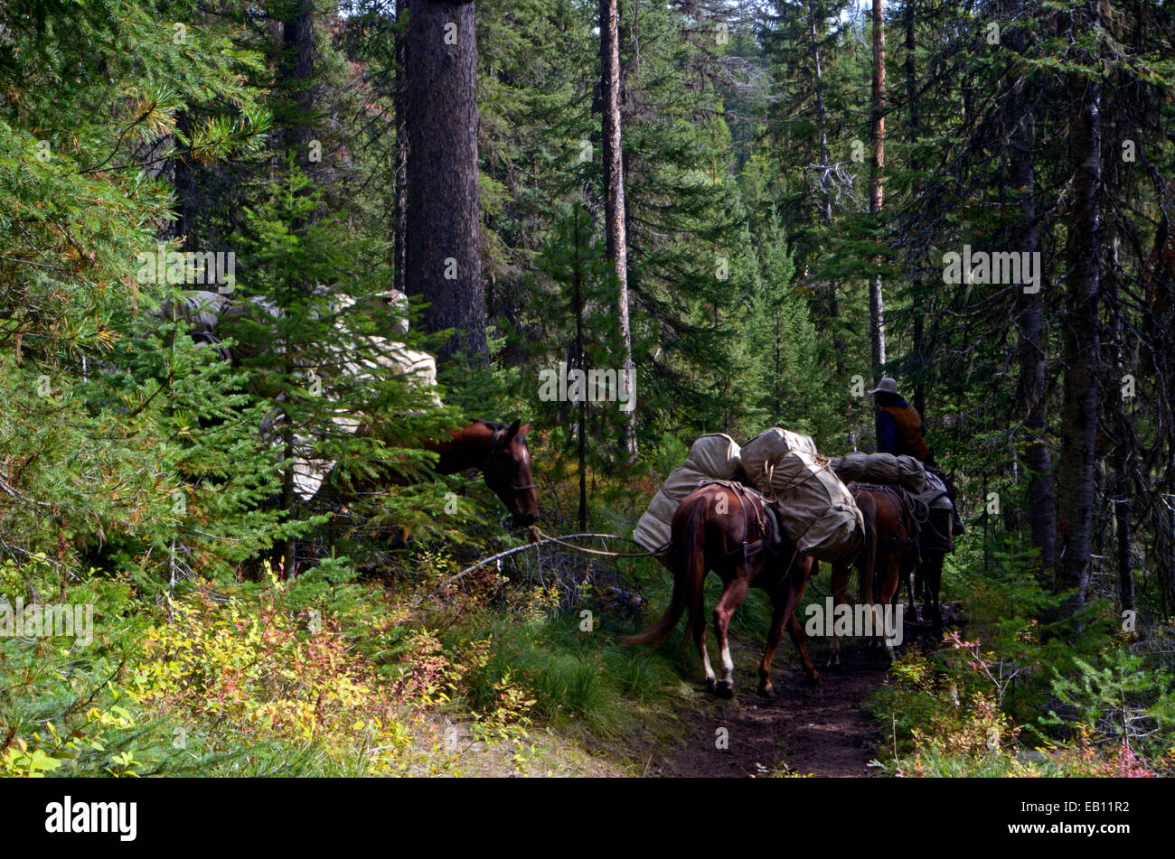 Imballaggio a cavallo nel Bob Marshall Wilderness Area, nord-ovest Montana Foto Stock