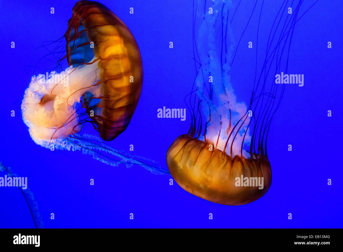 Due jelly fish impulso attraverso l'acqua al Monterey Bay Aquarium su Cannery Row, a Monterey in California, Stati Uniti d'America. Foto Stock