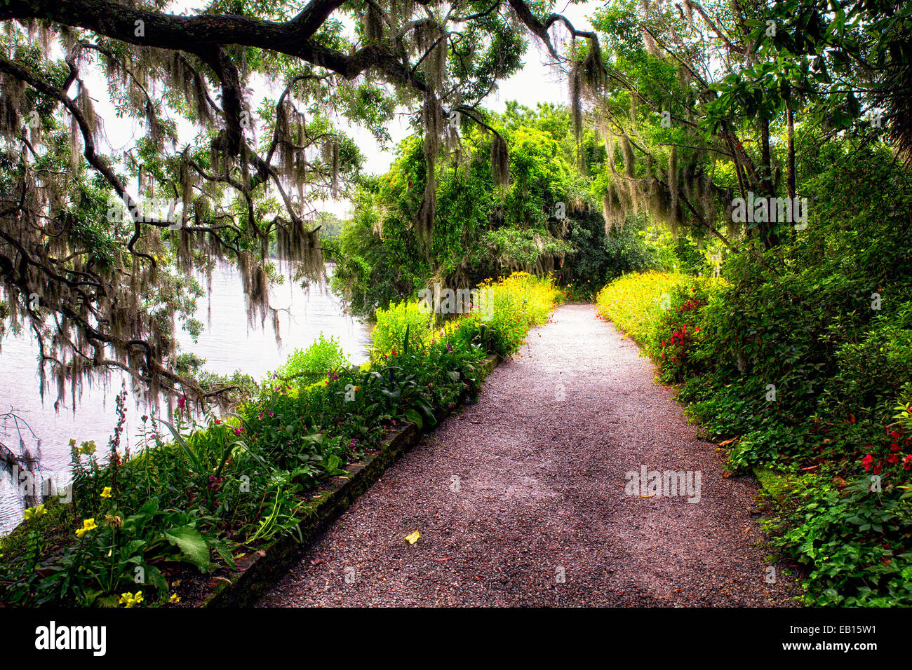 Percorso a piedi ricoperti di quercia rami, Magnolia Plantation,, Charelaston, Carolina del Sud Foto Stock