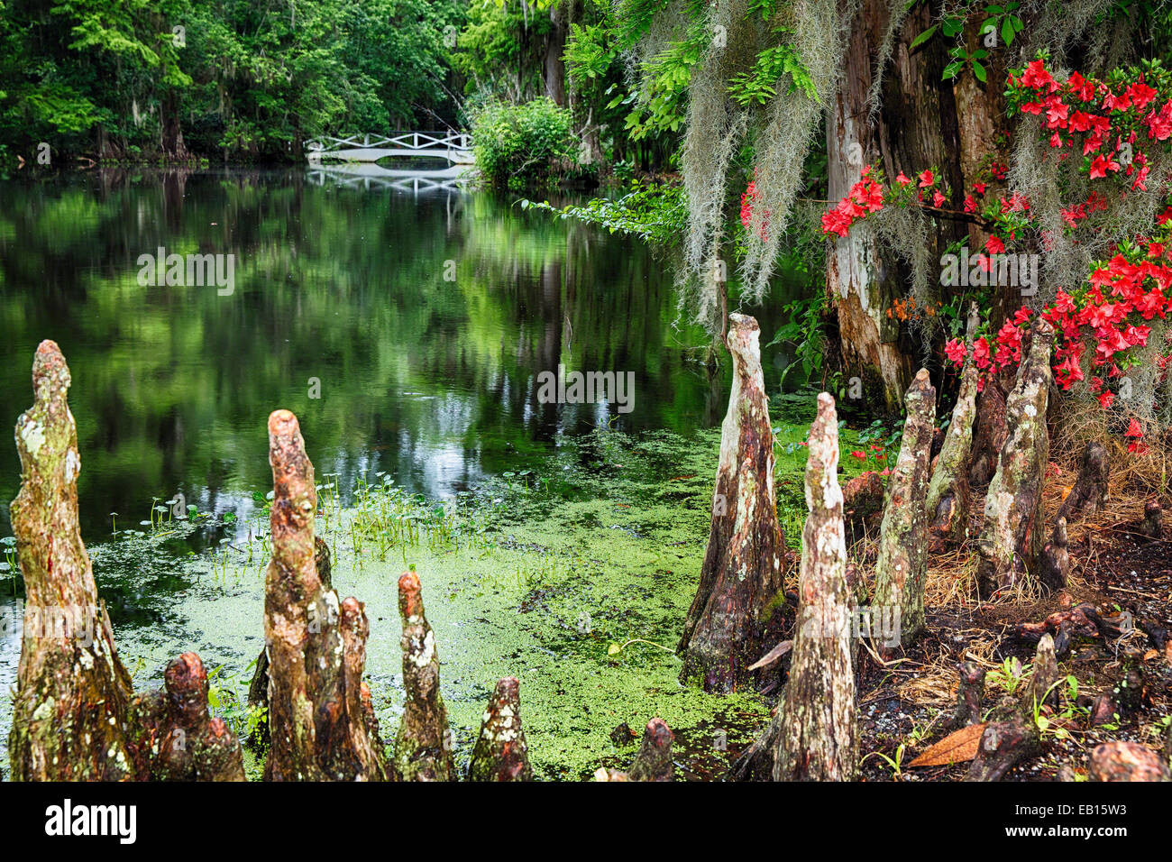 Swamp Cypress radici lungo un laghetto con una passerella di bianco, Magnolia Plantation, Charleston, Carolina del Sud Foto Stock