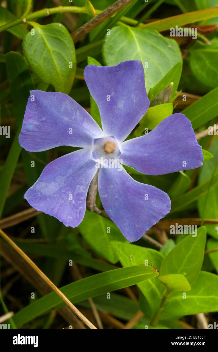 Vinca major, blu pervinca in Leeuwin Naturaliste NP, WA, Australia Foto Stock