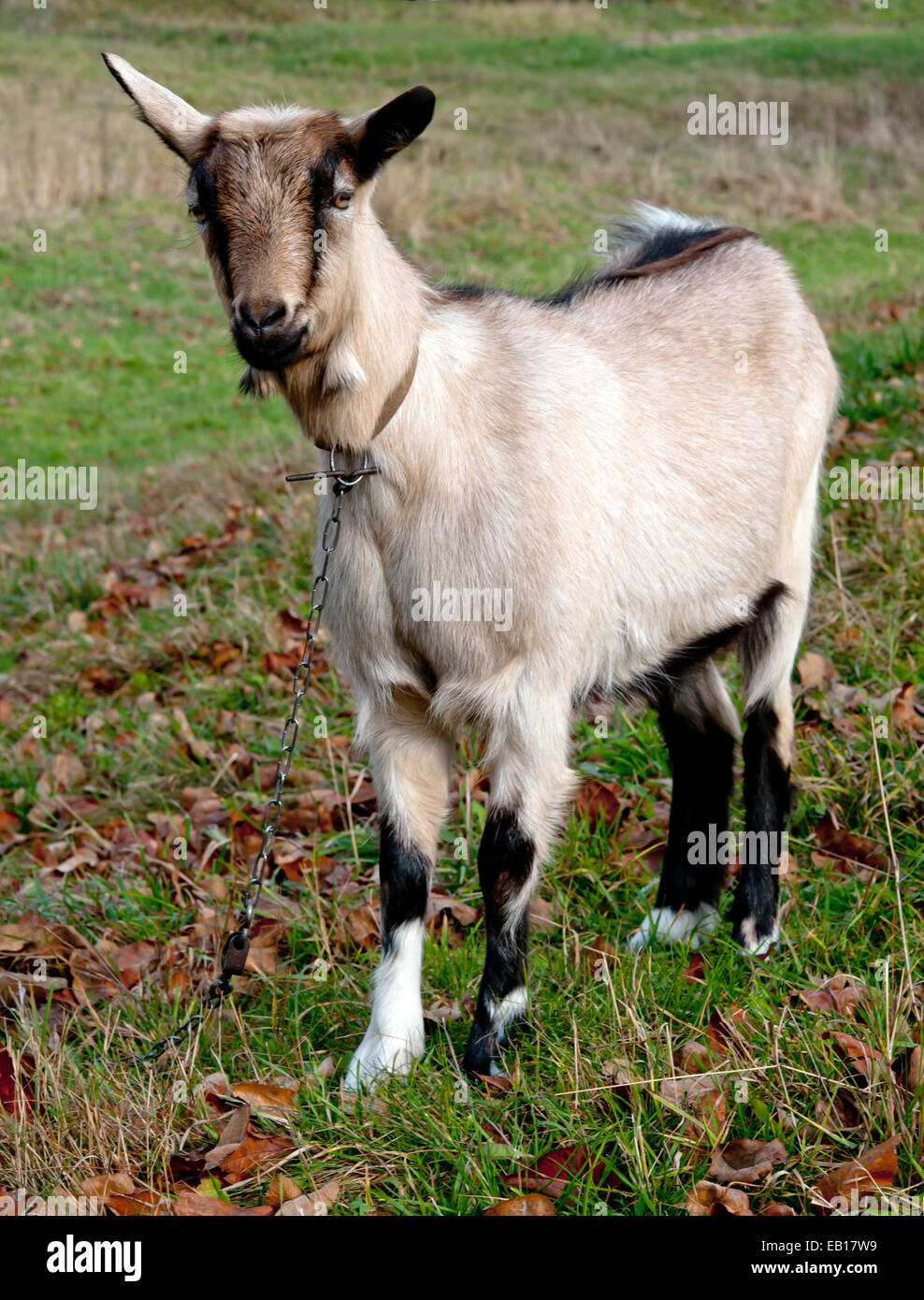 Capra marrone close up Foto Stock