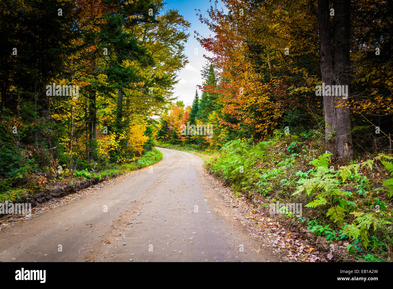 Colore di autunno lungo una strada sterrata nel White Mountain National Forest, New Hampshire. Foto Stock