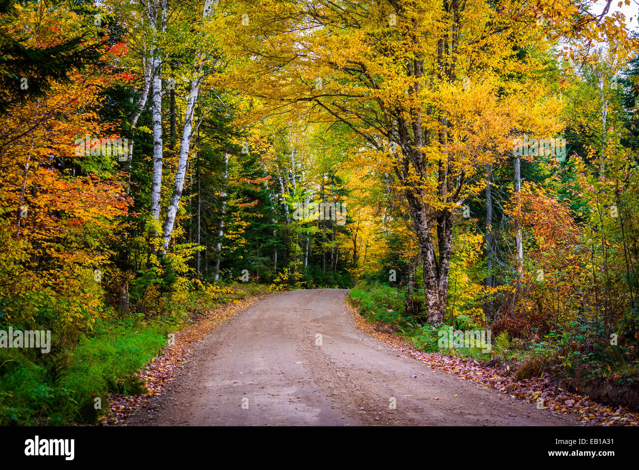 Colore di autunno lungo una strada sterrata nel White Mountain National Forest, New Hampshire. Foto Stock