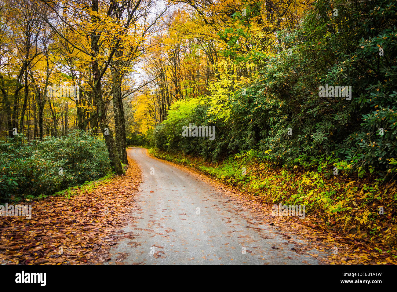 Colore di autunno lungo una strada sterrata nei pressi di Blue Ridge Parkway in Mosè H. cono Park, North Carolina. Foto Stock
