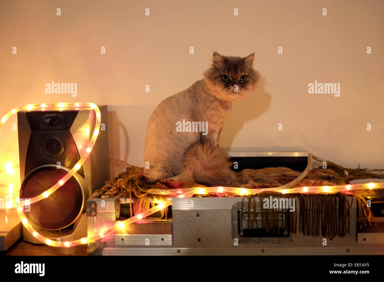 Un gatto su un Hi Fi sistema stereo Foto Stock