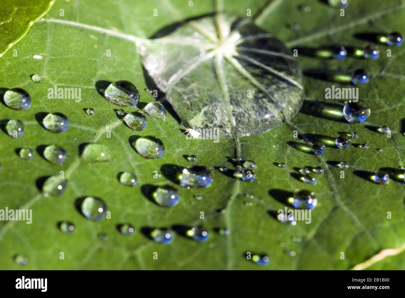 Dewdrops su un lasciare Foto Stock
