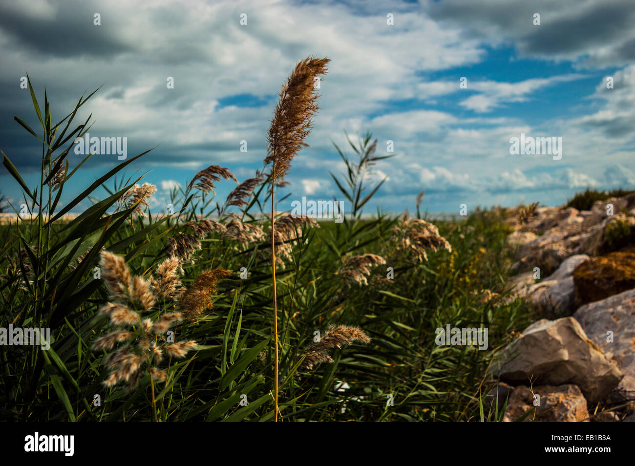 l'eleganza Foto Stock