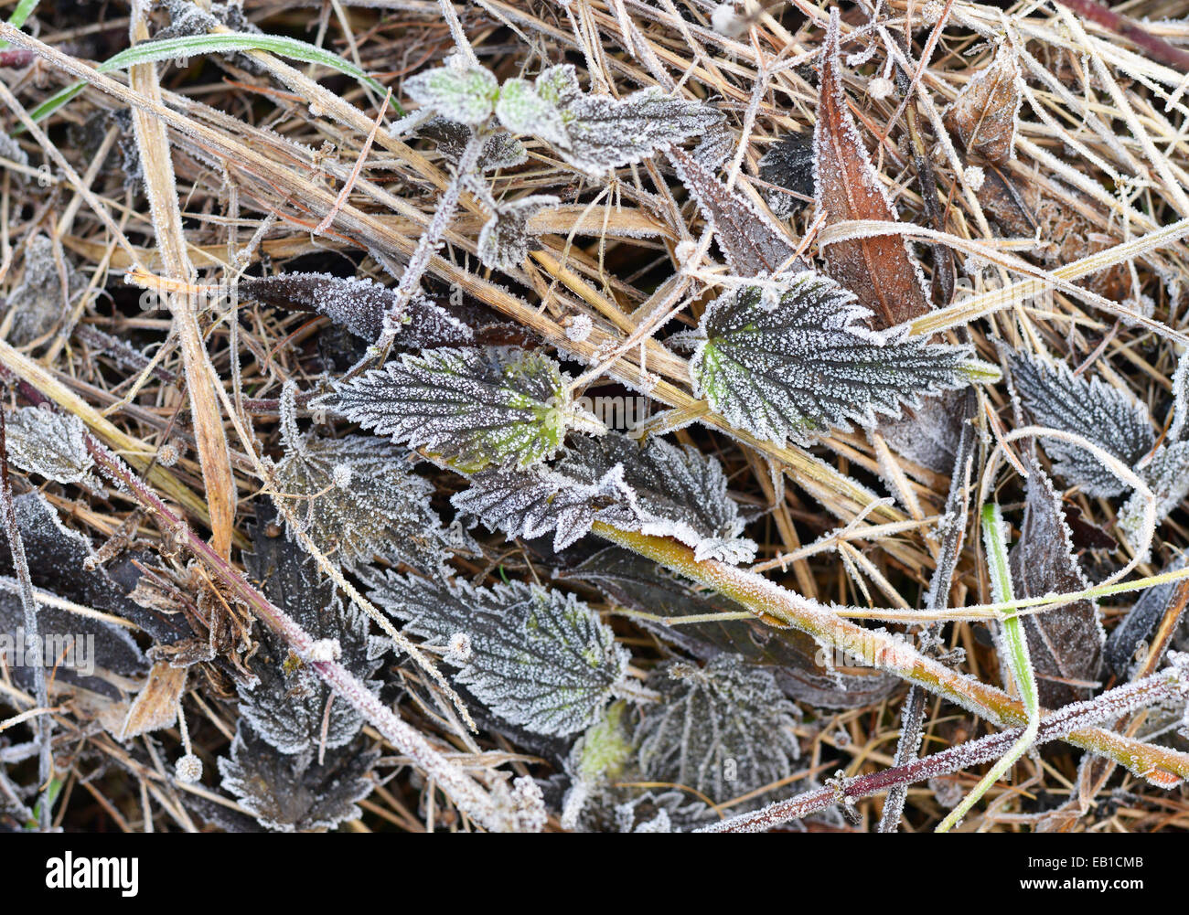 Gainford, County Durham, Regno Unito. Il 24 novembre 2014. La brina copre il terreno lungo le rive del Fiume Tees nella Contea di Durham. Credito: Robert Smith/Alamy Live News Foto Stock