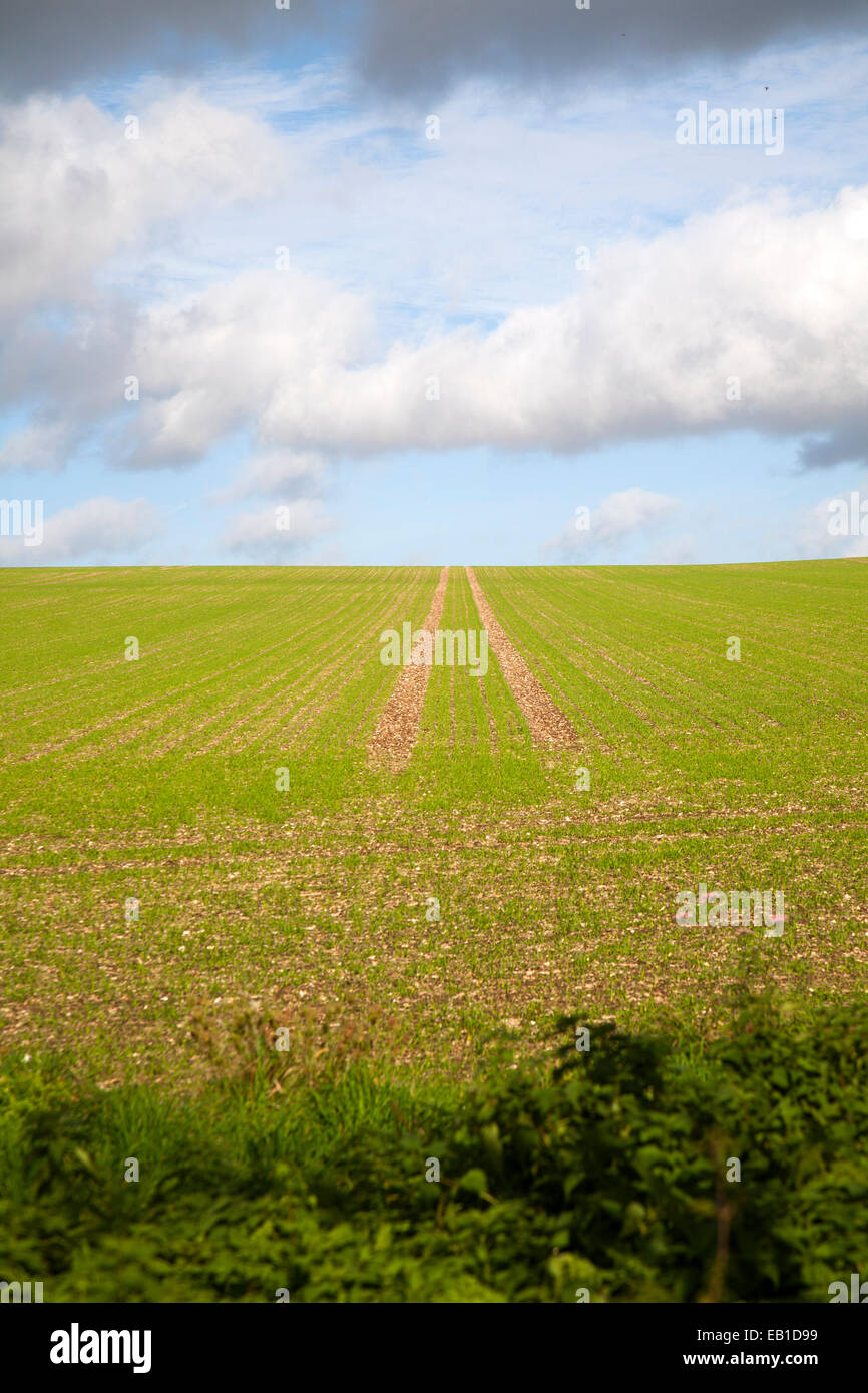 Le linee in salita verso il cielo in un campo di cereali invernali crop Marlborough Downs, Wiltshire, Inghilterra, Regno Unito Foto Stock