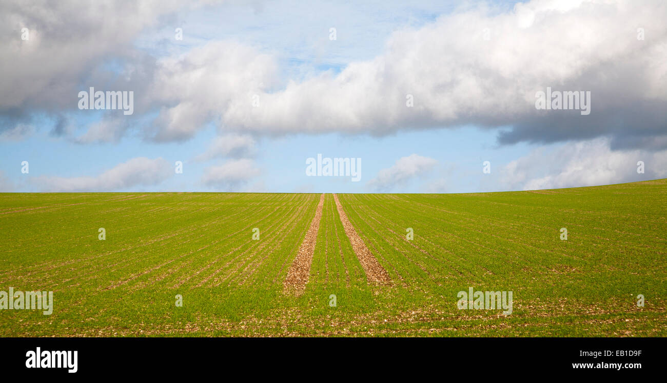 Le linee in salita verso il cielo in un campo di cereali invernali crop Marlborough Downs, Wiltshire, Inghilterra, Regno Unito Foto Stock