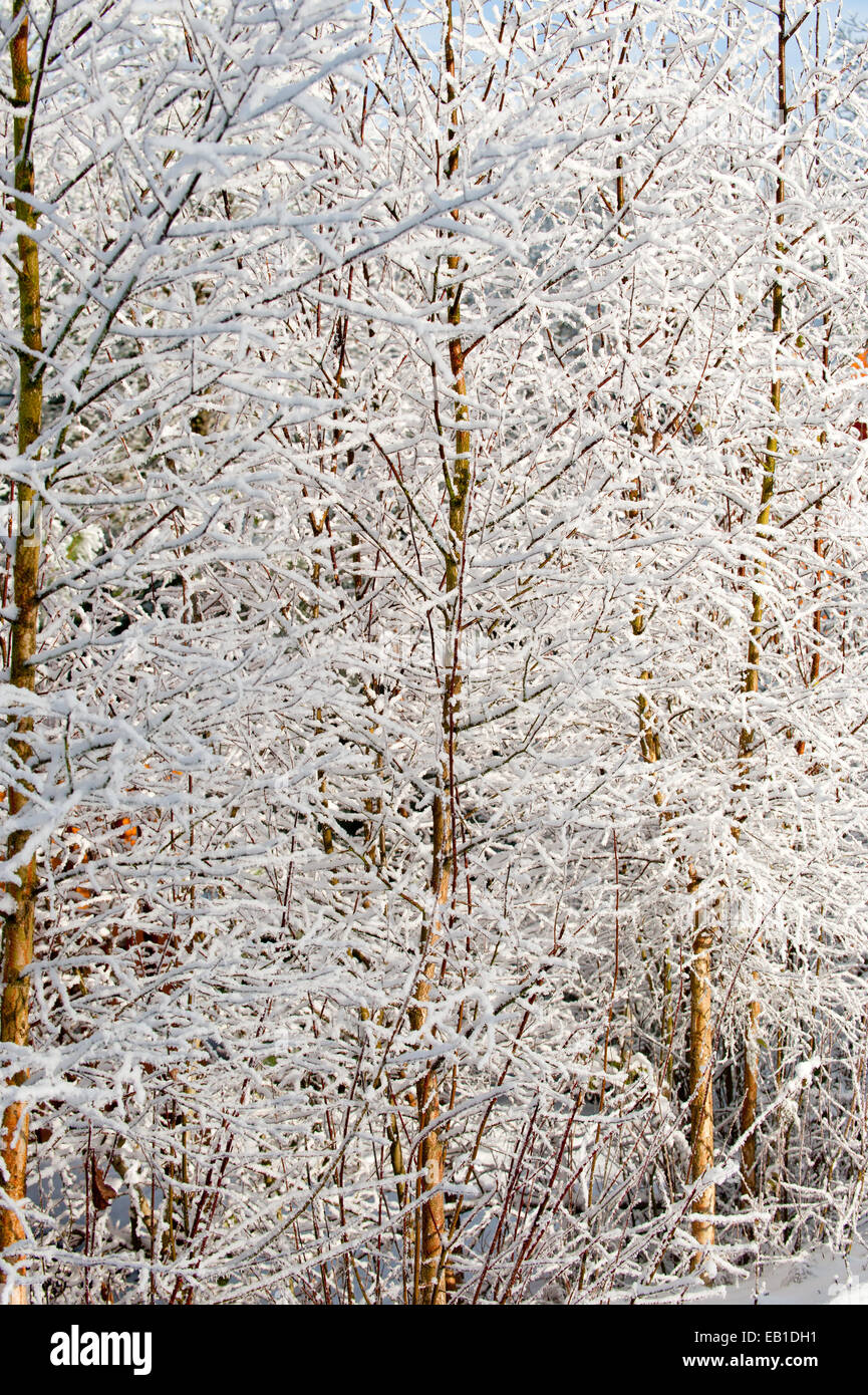 Inverno alberi coprire con la neve Foto Stock