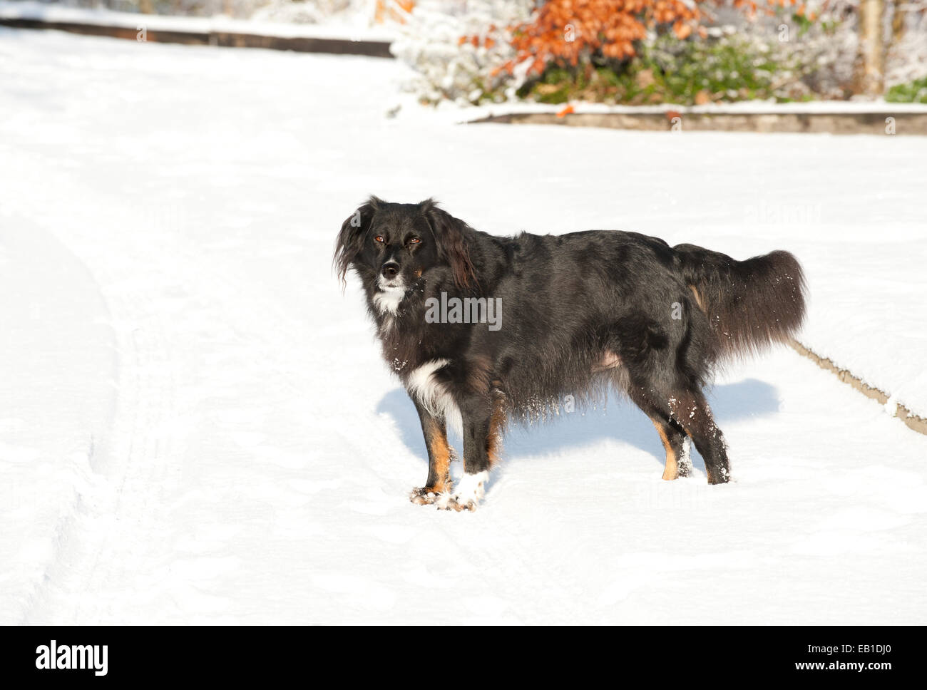 Bel cane nero soggiorno sulla neve Foto Stock