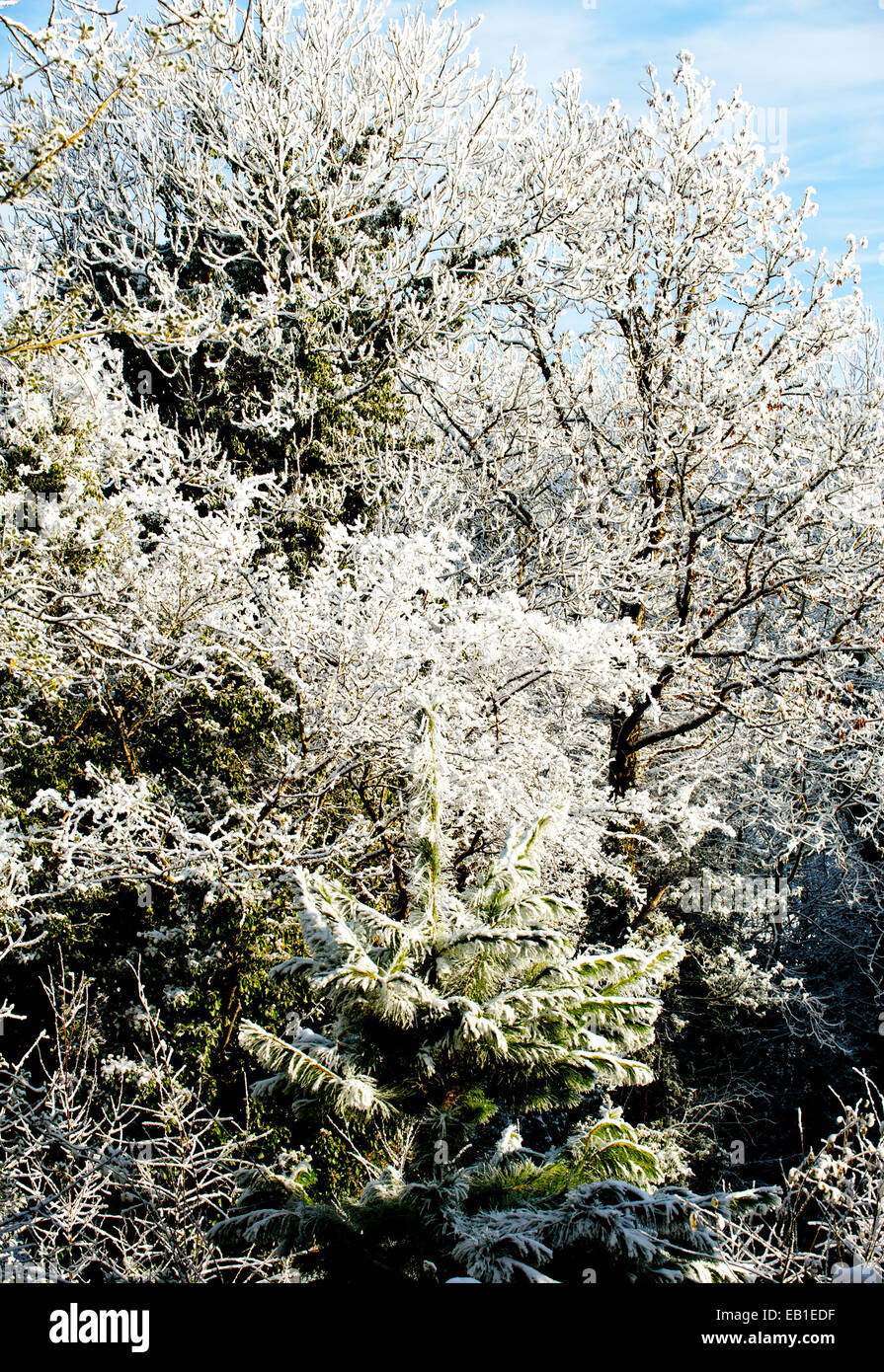 In inverno la copertura degli alberi con la neve Foto Stock