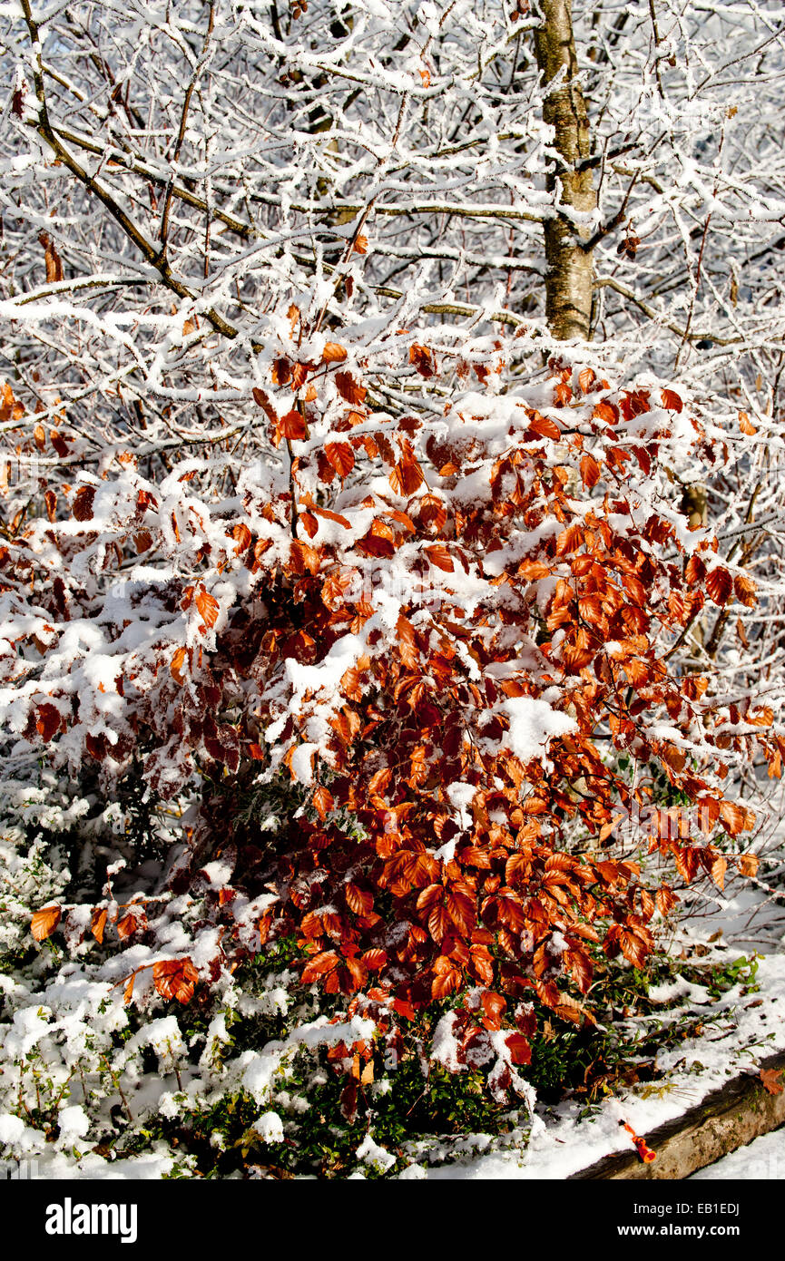 Inverno alberi con foglie di giallo il coperchio con la neve Foto Stock